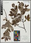 Foto von Salix appendiculata Vill.